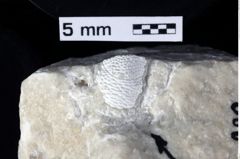 Foto (Detailansicht) von Paragalathea crenarvina (Robins, Feldmann, Schweitzer & Bonde, 2016) (NHMW-GEO-1990-0041-0289a)